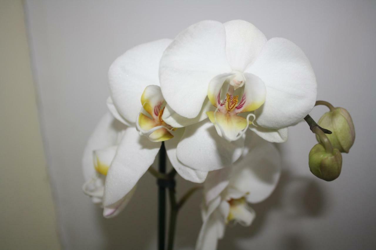 Orchid Cottage Gorges  Luaran gambar